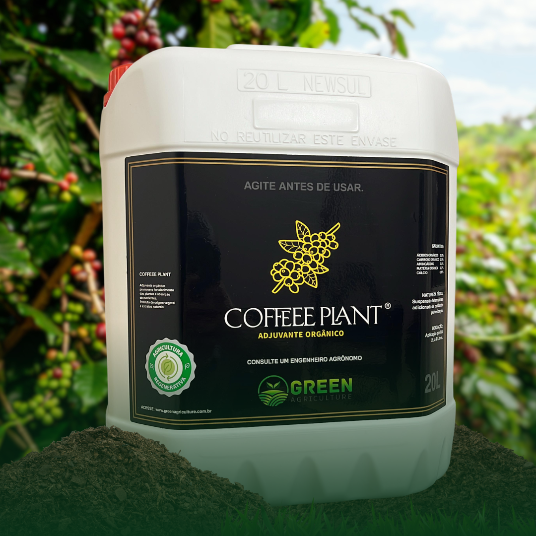 Coffee Plant